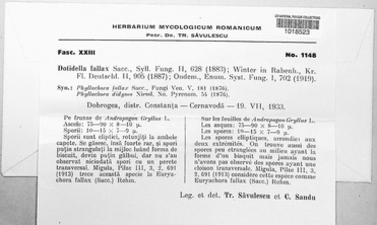 Phyllachora fallax image